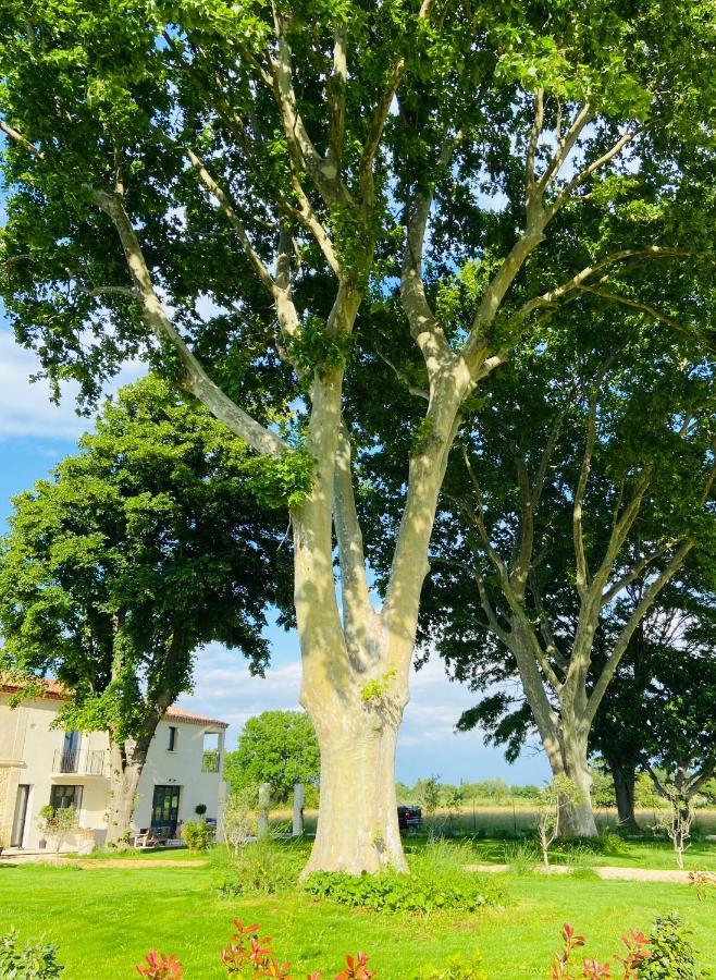Mas Des 2 Platanes Panzió Arles Kültér fotó